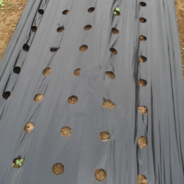 Agricultural Plastic Mulch Roll – Can Be Customized to Your Needs Agricultural Plastic Mulch Roll – Can Be Customized to Your Needs