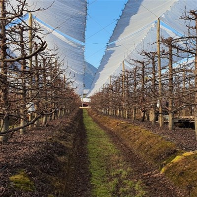 Plastik Cherry lapli kouvri